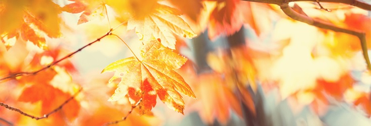 Здрави и красиви през есента